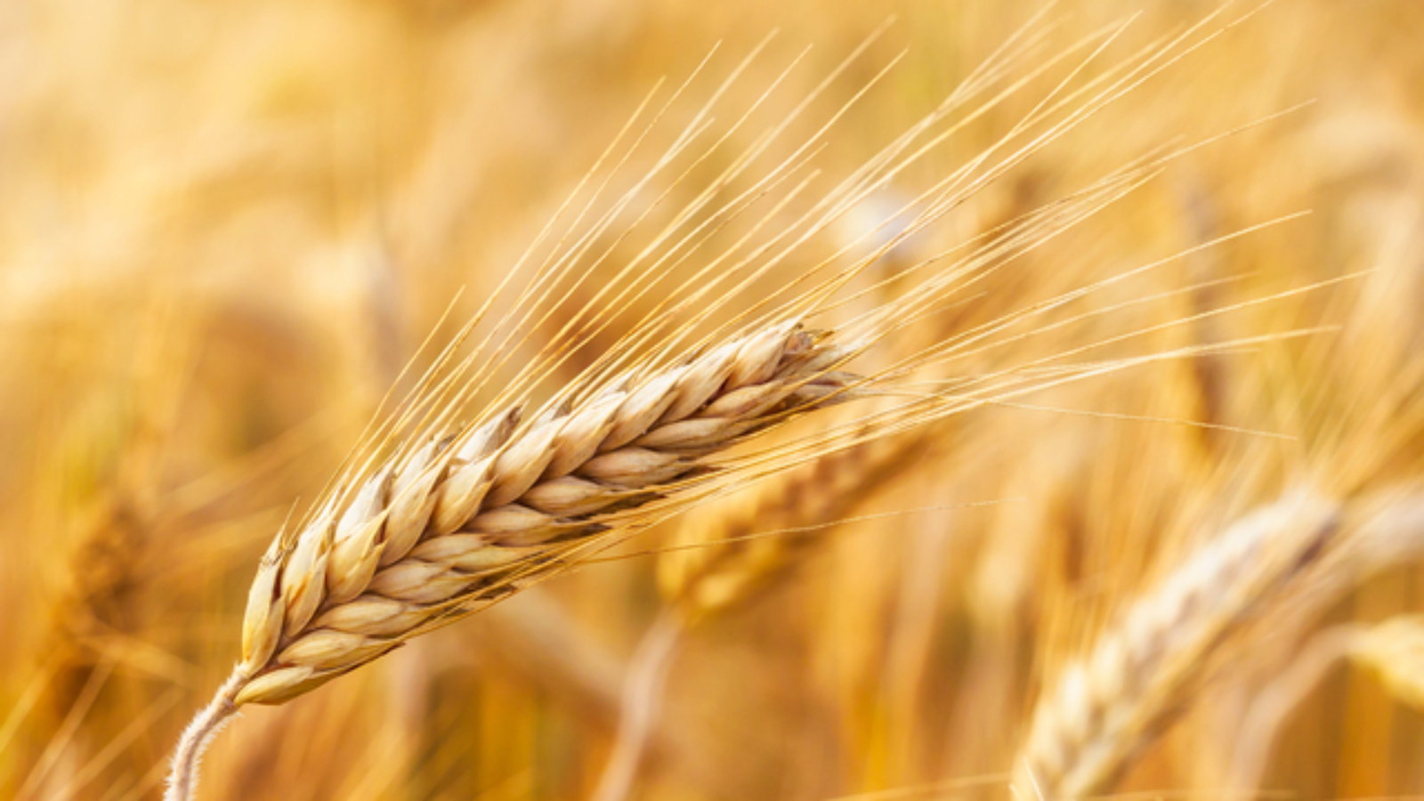 Golden ears of wheat on the field.