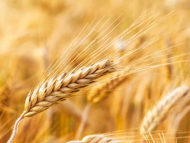 Golden ears of wheat on the field.