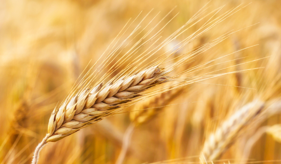 Golden ears of wheat on the field.
